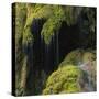 Water Running down Vegetation Covered Rocks-Micha Pawlitzki-Stretched Canvas