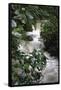 Water Rushing over Stones in Lush Jungle-John Dominis-Framed Stretched Canvas