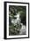 Water Rushing over Stones in Lush Jungle-John Dominis-Framed Photographic Print