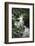 Water Rushing over Stones in Lush Jungle-John Dominis-Framed Photographic Print