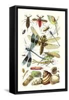 Water Scorpion, Water Boatman, Dragonfly-James Sowerby-Framed Stretched Canvas