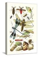 Water Scorpion, Water Boatman, Dragonfly-James Sowerby-Stretched Canvas