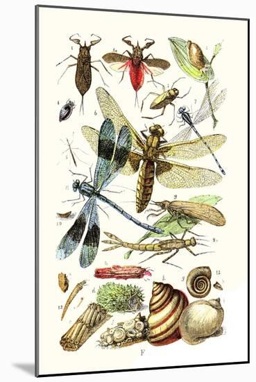 Water Scorpion, Water Boatman, Dragonfly-James Sowerby-Mounted Art Print