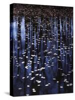 Water shield, Little Scotia Pond, Mark Twain National Forest, Missouri, USA-Charles Gurche-Stretched Canvas