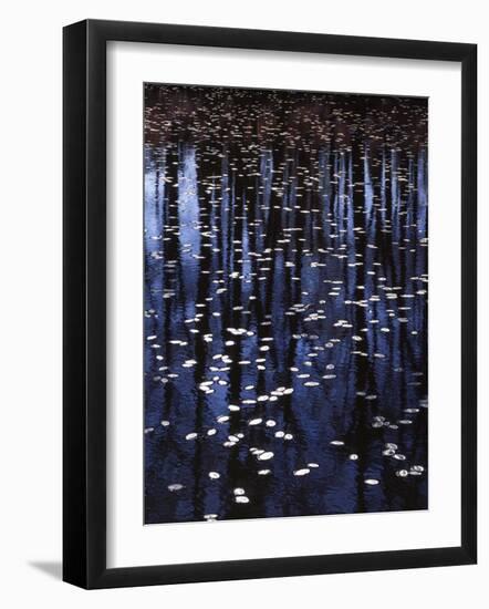 Water shield, Little Scotia Pond, Mark Twain National Forest, Missouri, USA-Charles Gurche-Framed Photographic Print