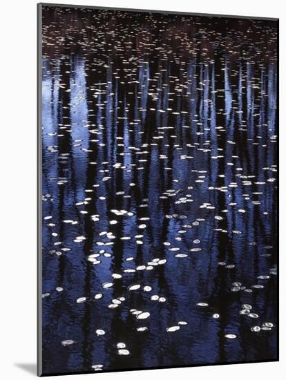 Water shield, Little Scotia Pond, Mark Twain National Forest, Missouri, USA-Charles Gurche-Mounted Photographic Print