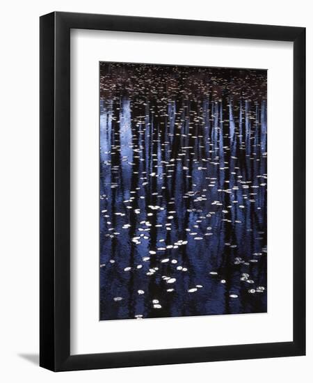 Water shield, Little Scotia Pond, Mark Twain National Forest, Missouri, USA-Charles Gurche-Framed Premium Photographic Print