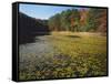 Water Shield on Twin Pines Pond, Mark Twain National Forest, Missouri, USA-Charles Gurche-Framed Stretched Canvas