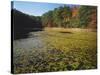 Water Shield on Twin Pines Pond, Mark Twain National Forest, Missouri, USA-Charles Gurche-Stretched Canvas