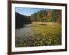 Water Shield on Twin Pines Pond, Mark Twain National Forest, Missouri, USA-Charles Gurche-Framed Photographic Print