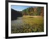 Water Shield on Twin Pines Pond, Mark Twain National Forest, Missouri, USA-Charles Gurche-Framed Photographic Print
