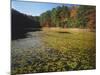 Water Shield on Twin Pines Pond, Mark Twain National Forest, Missouri, USA-Charles Gurche-Mounted Photographic Print