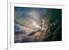 Water shot of a tubing wave off a Hawaiian beach-Mark A Johnson-Framed Photographic Print