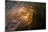 Water shot of a tubing wave off a Hawaiian beach-Mark A Johnson-Mounted Photographic Print