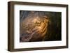 Water shot of a tubing wave off a Hawaiian beach-Mark A Johnson-Framed Photographic Print