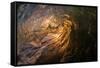 Water shot of a tubing wave off a Hawaiian beach-Mark A Johnson-Framed Stretched Canvas