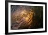 Water shot of a tubing wave off a Hawaiian beach-Mark A Johnson-Framed Photographic Print