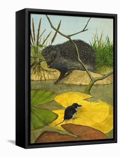 Water Shrew and Hedgehog, 1974-Kenneth Lilly-Framed Stretched Canvas