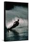 Water Skier in a Slalom Turn-Rick Doyle-Framed Stretched Canvas
