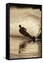 Water Skier Splashing on a Turn-Rick Doyle-Framed Stretched Canvas