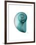 Water Snail 2-Albert Koetsier-Framed Art Print