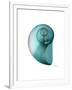 Water Snail 2-Albert Koetsier-Framed Art Print