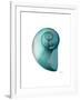 Water Snail 2-Albert Koetsier-Framed Art Print