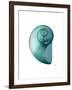 Water Snail 2-Albert Koetsier-Framed Art Print