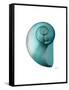 Water Snail 2-Albert Koetsier-Framed Stretched Canvas