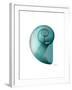 Water Snail 2-Albert Koetsier-Framed Art Print