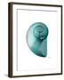 Water Snail 2-Albert Koetsier-Framed Art Print