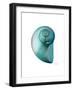 Water Snail 2-Albert Koetsier-Framed Art Print