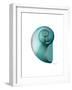 Water Snail 2-Albert Koetsier-Framed Art Print