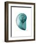 Water Snail 2-Albert Koetsier-Framed Art Print