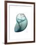 Water Snail 3-Albert Koetsier-Framed Art Print