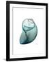 Water Snail 3-Albert Koetsier-Framed Art Print