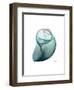 Water Snail 3-Albert Koetsier-Framed Art Print