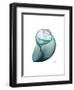 Water Snail 3-Albert Koetsier-Framed Art Print