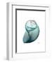 Water Snail 3-Albert Koetsier-Framed Art Print