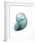 Water Snail 3-Albert Koetsier-Framed Art Print