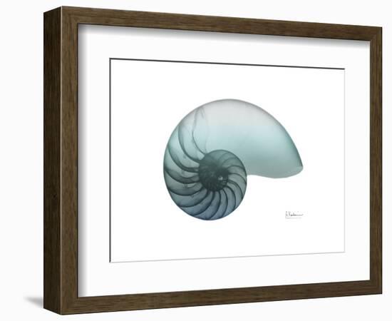 Water Snail 4-Albert Koetsier-Framed Art Print