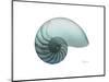 Water Snail 4-Albert Koetsier-Mounted Art Print