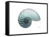 Water Snail 4-Albert Koetsier-Framed Stretched Canvas