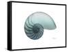 Water Snail 4-Albert Koetsier-Framed Stretched Canvas