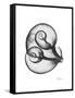 Water Snail Shell Gray-Albert Koetsier-Framed Stretched Canvas