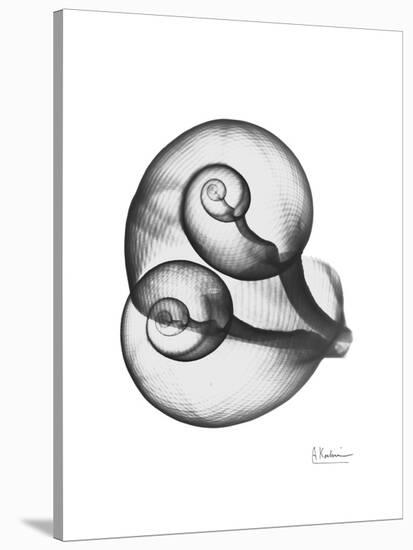 Water Snail Shell Gray-Albert Koetsier-Stretched Canvas