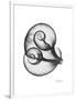 Water Snail Shell Gray-Albert Koetsier-Framed Art Print