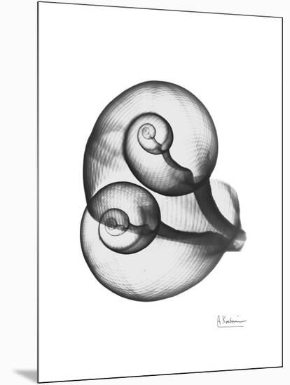 Water Snail Shell Gray-Albert Koetsier-Mounted Art Print