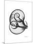 Water Snail Shell Gray-Albert Koetsier-Mounted Art Print