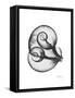 Water Snail Shell Gray-Albert Koetsier-Framed Stretched Canvas